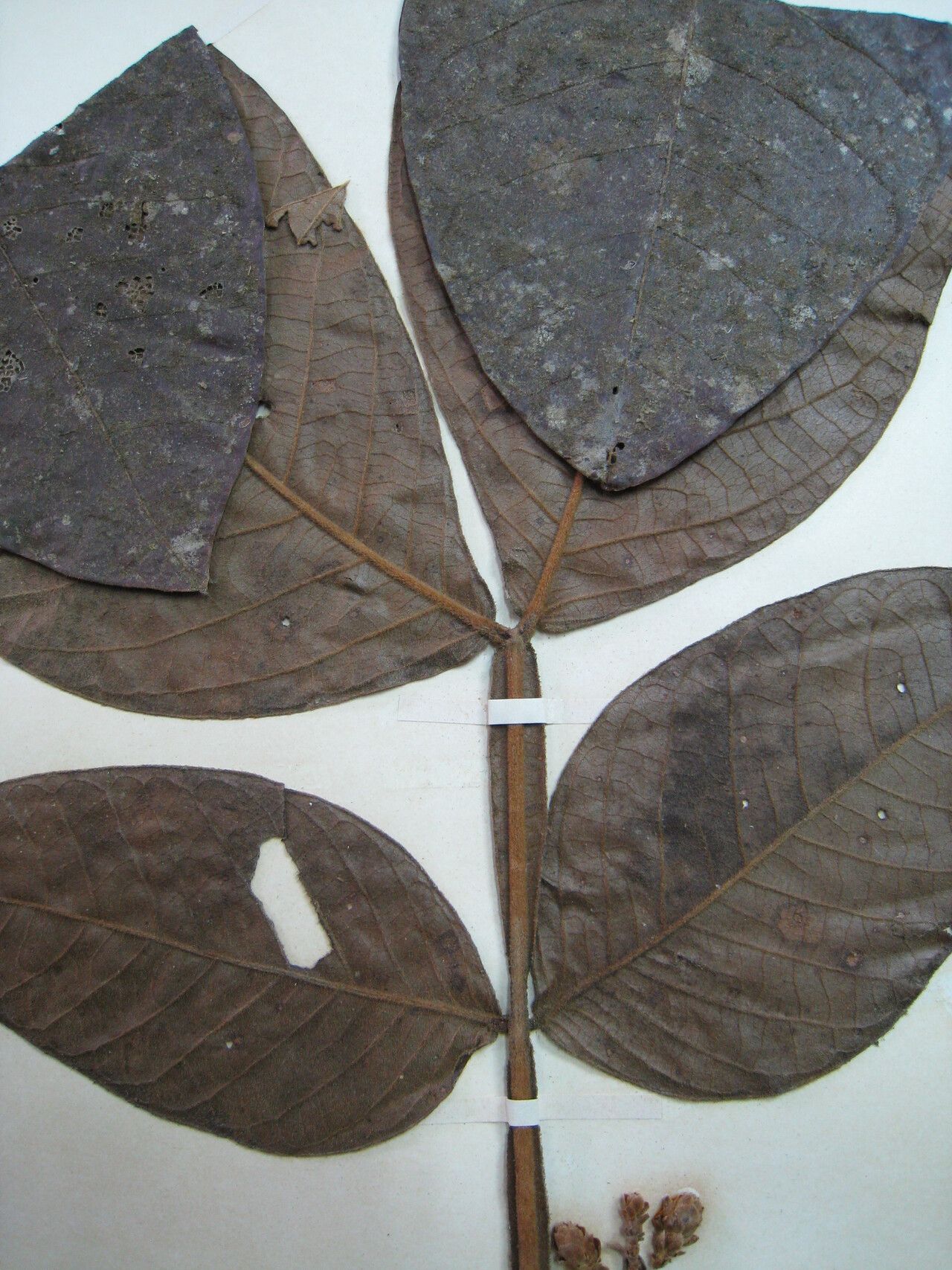 Inga lomatophylla other