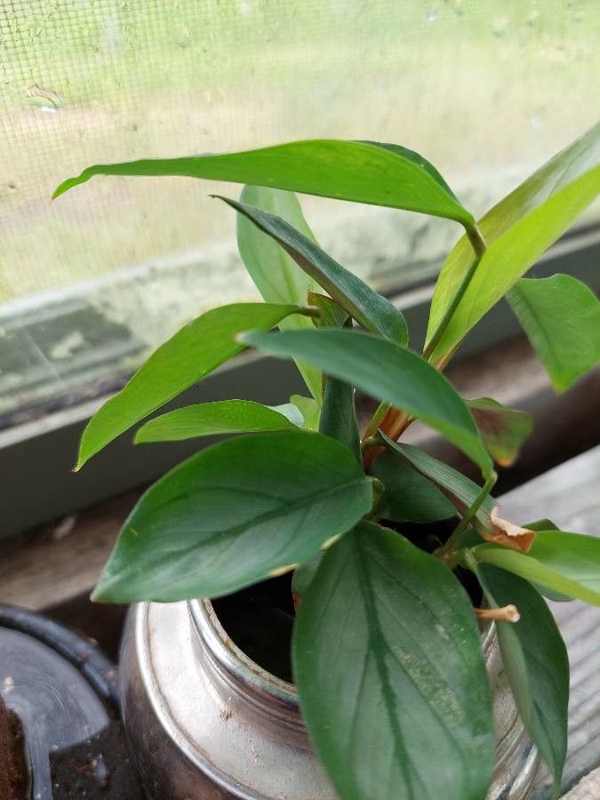 Scindapsus treubii other