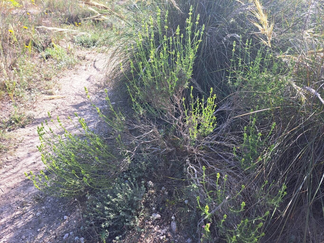 Sideritis arborescens habit