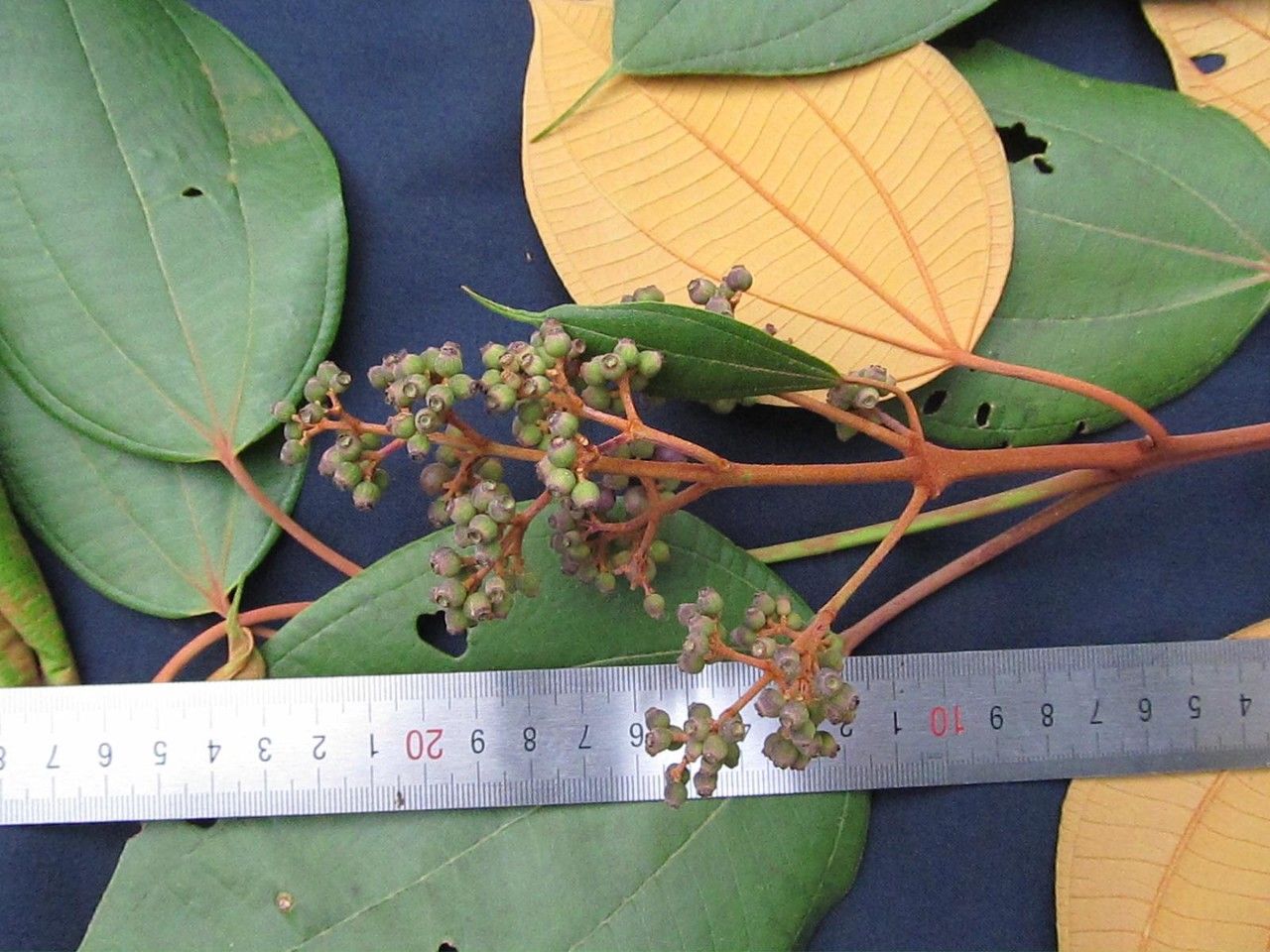 Miconia caudata other