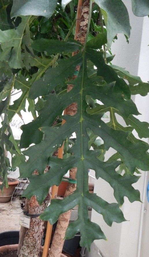 Meryta sonchifolia leaf