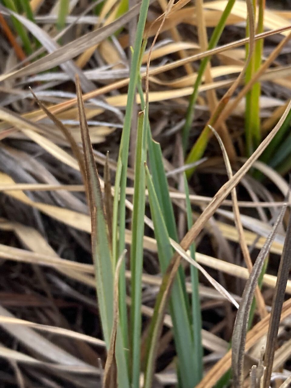 Carex pichinchensis leaf