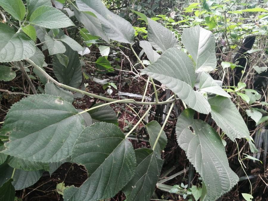 Urera caracasana — related species from the same genus