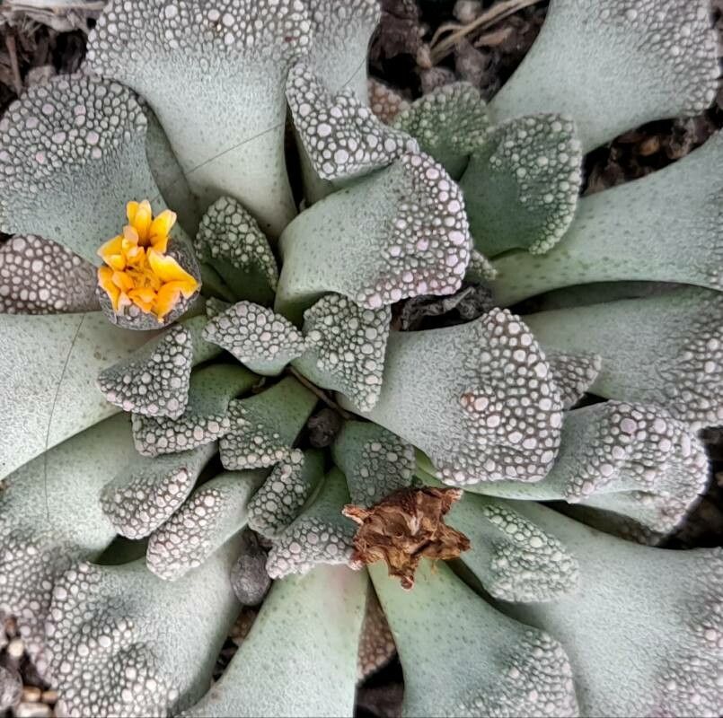 Titanopsis calcarea flower