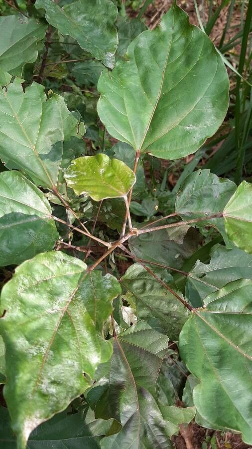 Bixa orellana — houseplant care guide