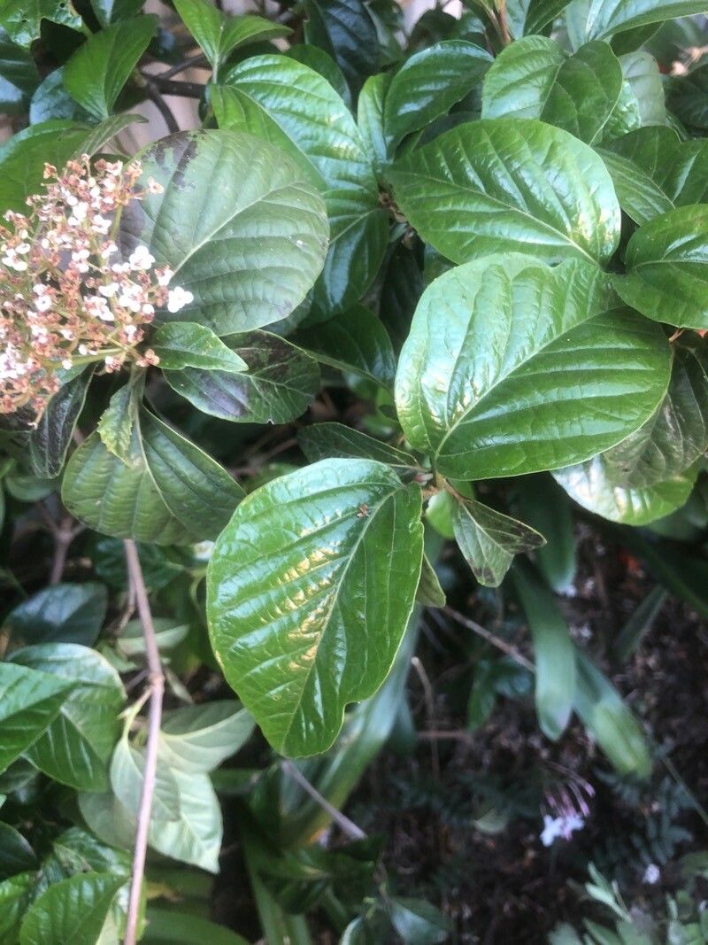 Viburnum japonicum — search result for 'Viburnaceae'