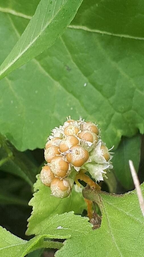 Cuscuta scandens fruit