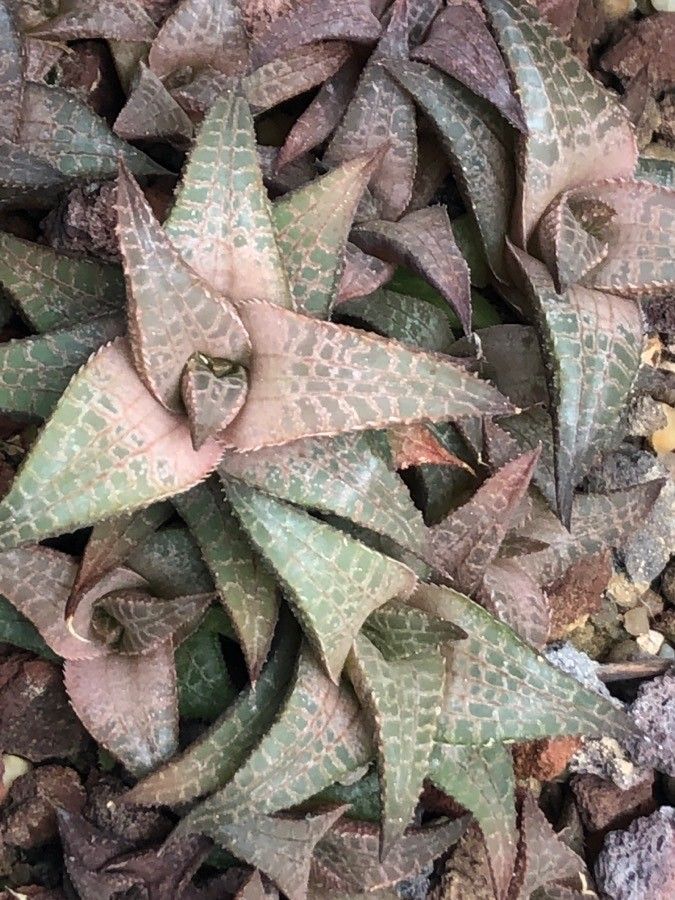 Haworthia venosa leaf