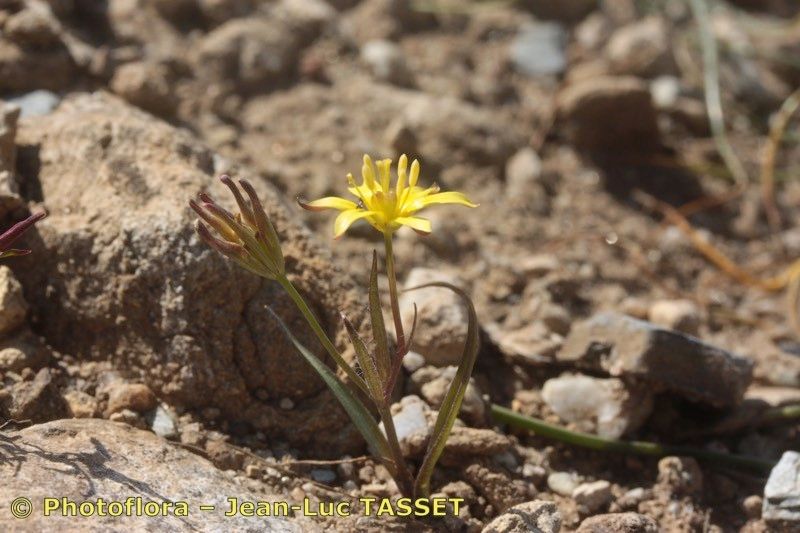 Gagea lusitanica habit