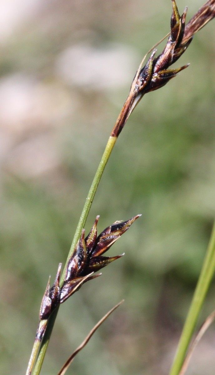 Carex sempervirens fruit