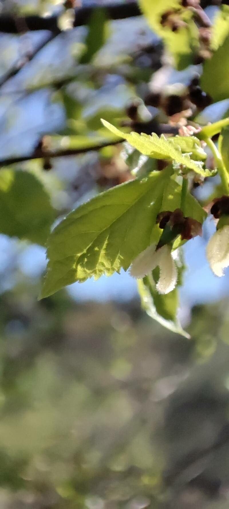Celtis aetnensis