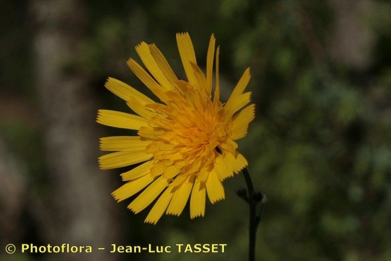 Hieracium recensitum flower