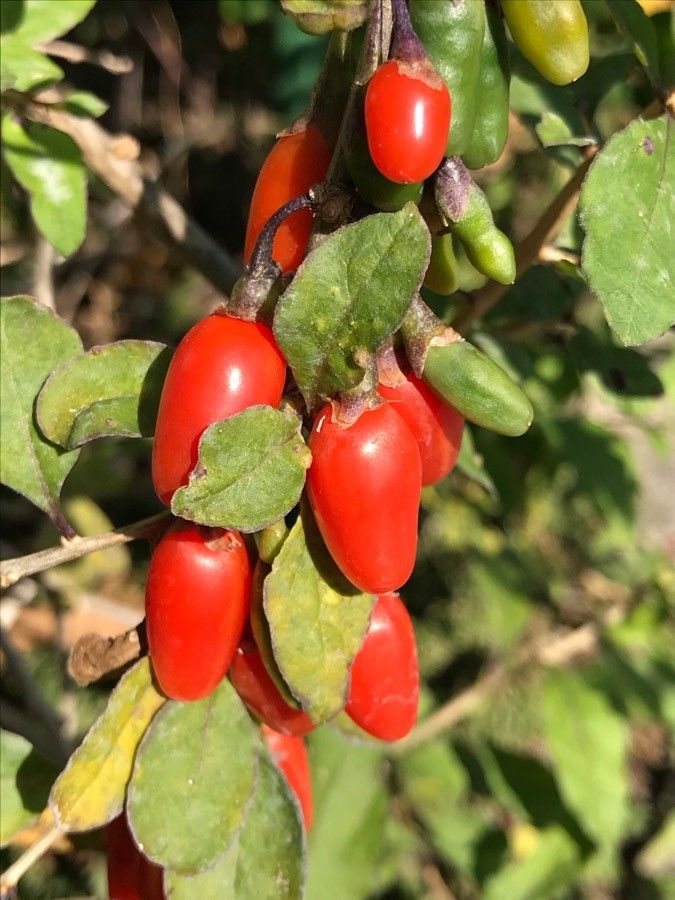 Lycium barbarum fruit
