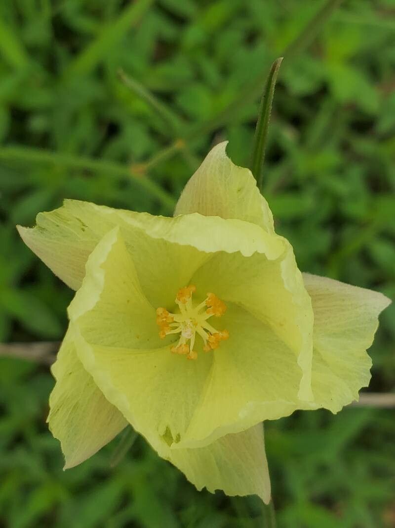 Cienfuegosia digitata flower