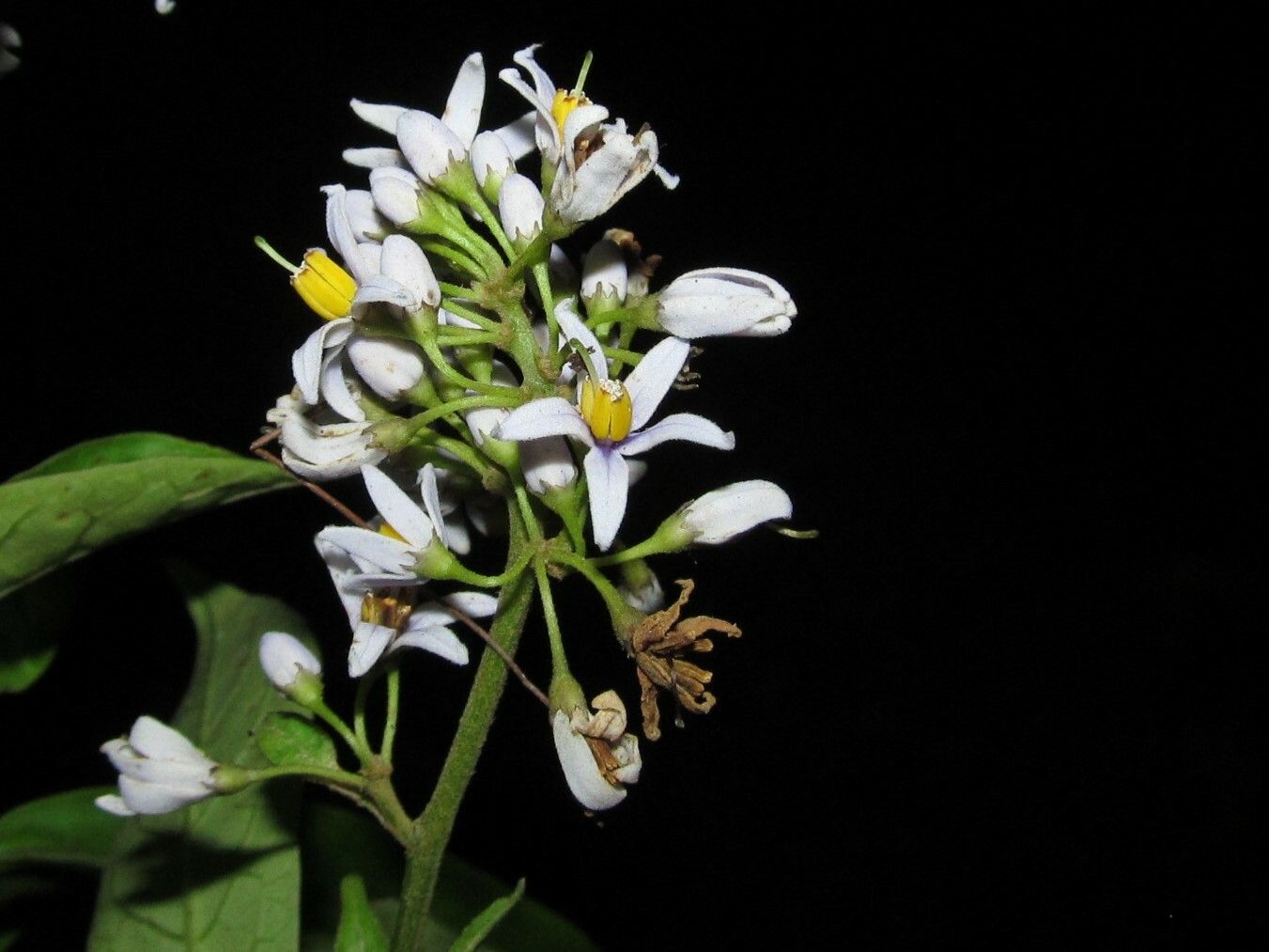 Solanum terminale — houseplant care guide