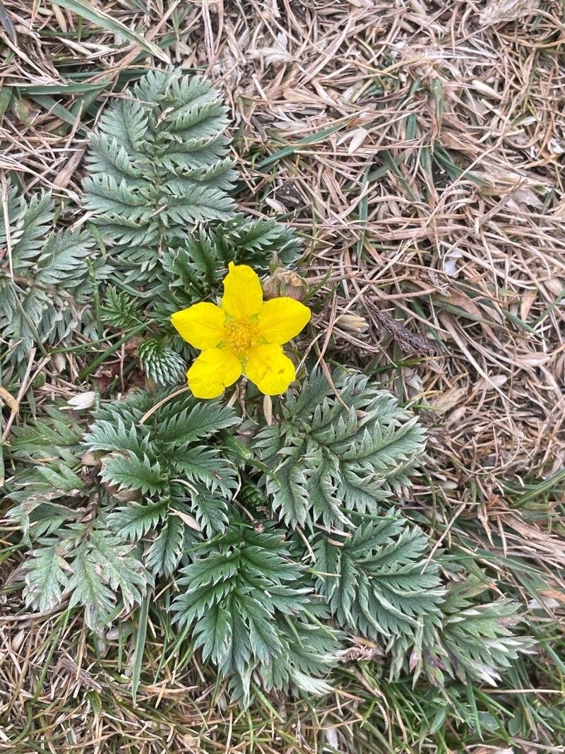 Potentilla anserina flower