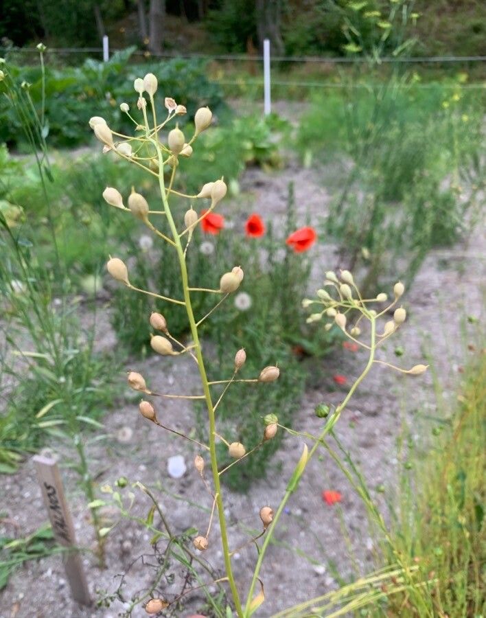 Camelina alyssum — related species from the same genus