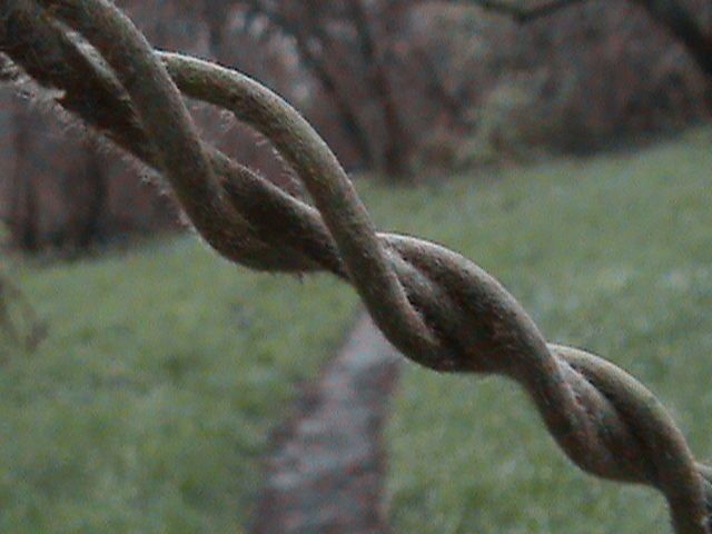 Aristolochia californica bark