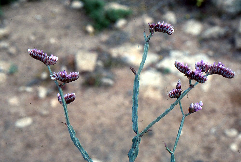 Limonium mucronatum — houseplant care guide