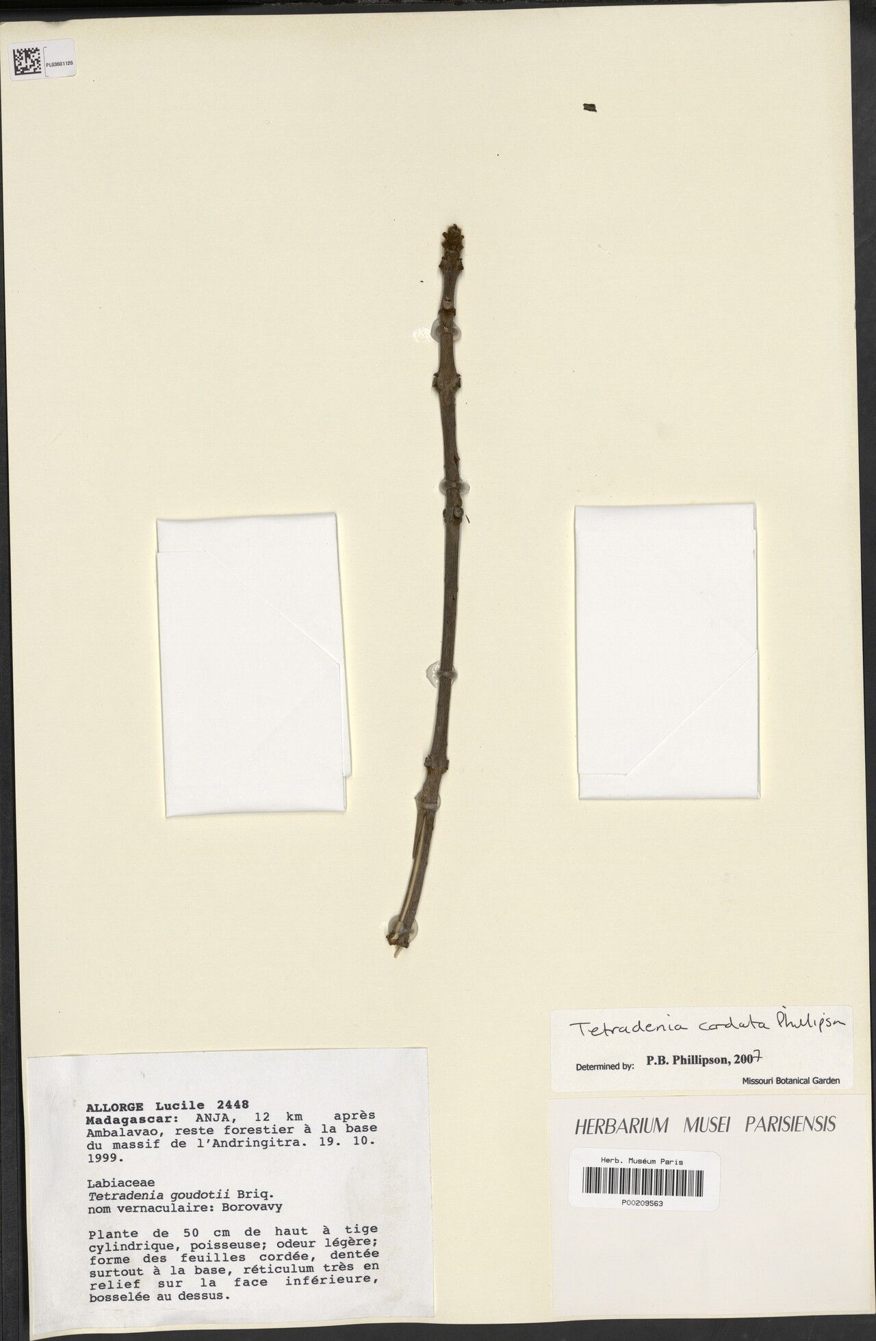 Tetradenia cordata — related species from the same genus