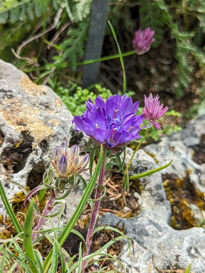Edraianthus graminifolius flower