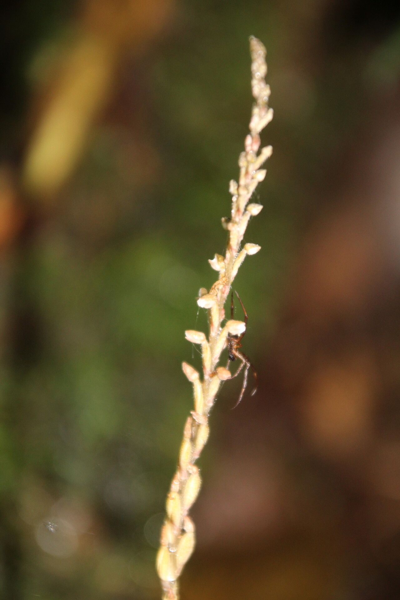 Zeuxine elongata — related species from the same genus