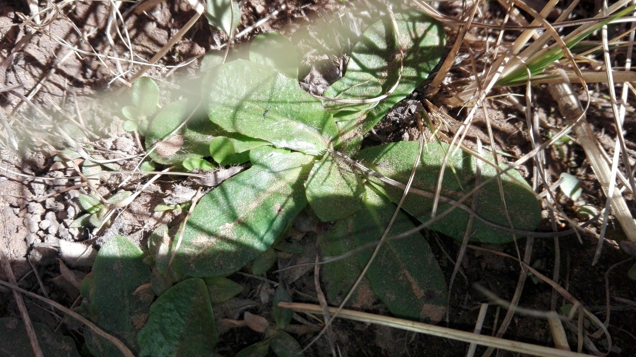 Tolpis capensis — related species from the same genus