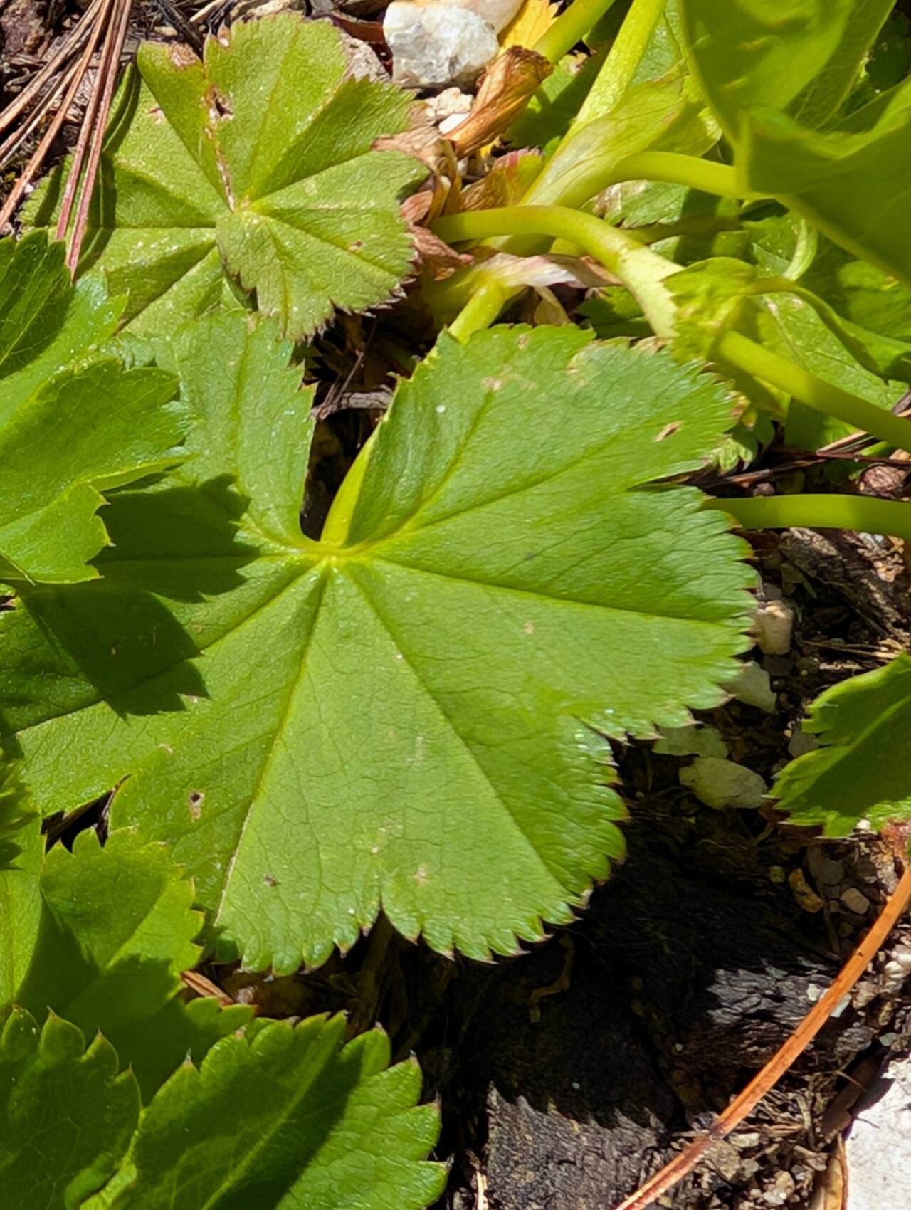 Alchemilla rubristipula — houseplant care guide