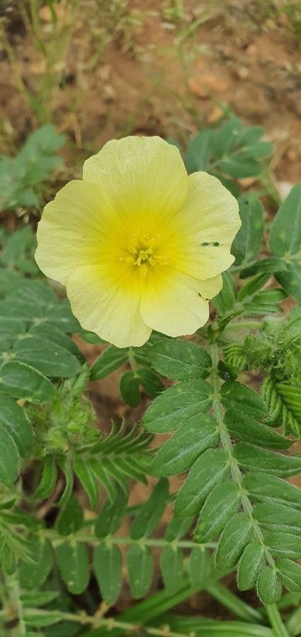 Tribulus zeyheri flower