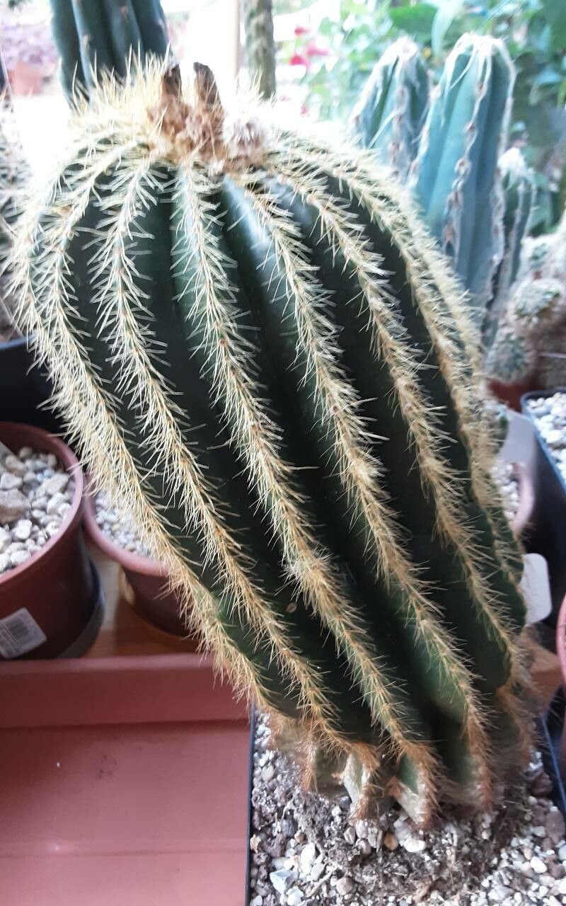 Parodia magnifica bark