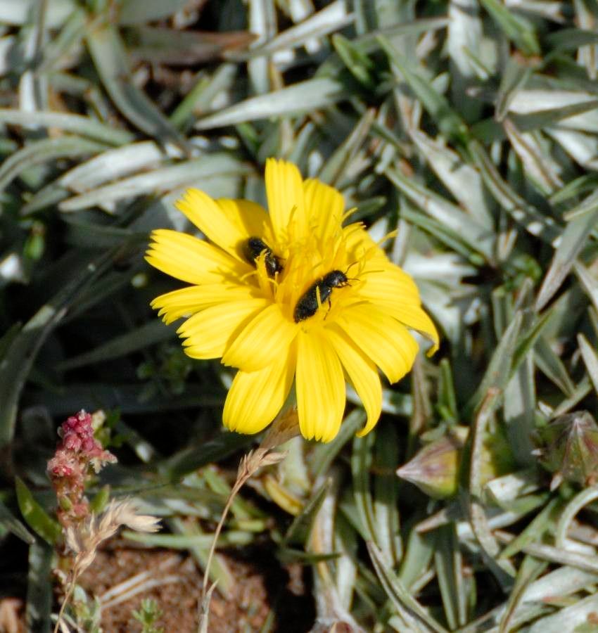 Scorzonera caespitosa — related species from the same genus