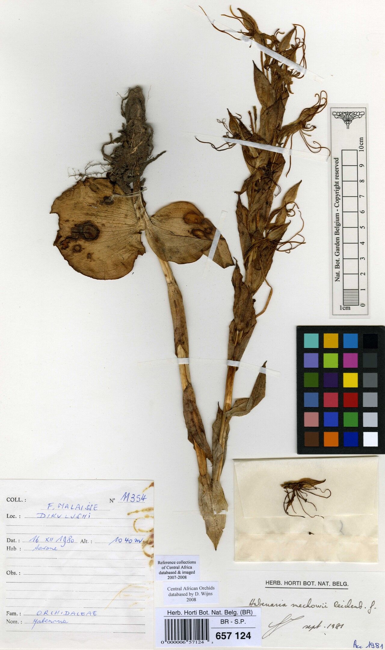 Habenaria mechowii — houseplant care guide