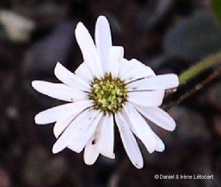 Lagenophora lanata flower