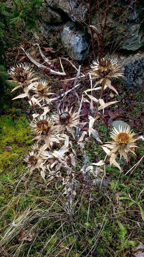 Carlina hispanica fruit