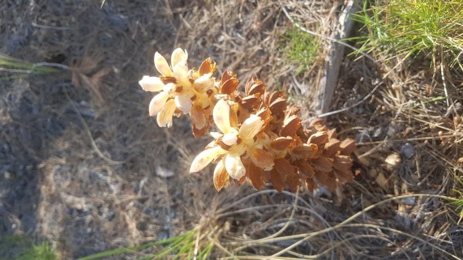 Orobanche caryophyllacea flower