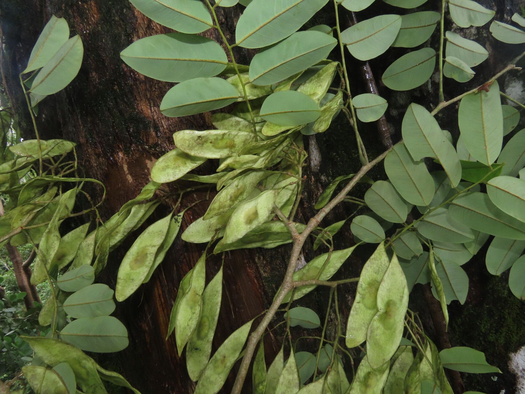 Dalbergia melanocardium — search result for 'Dalbergia'