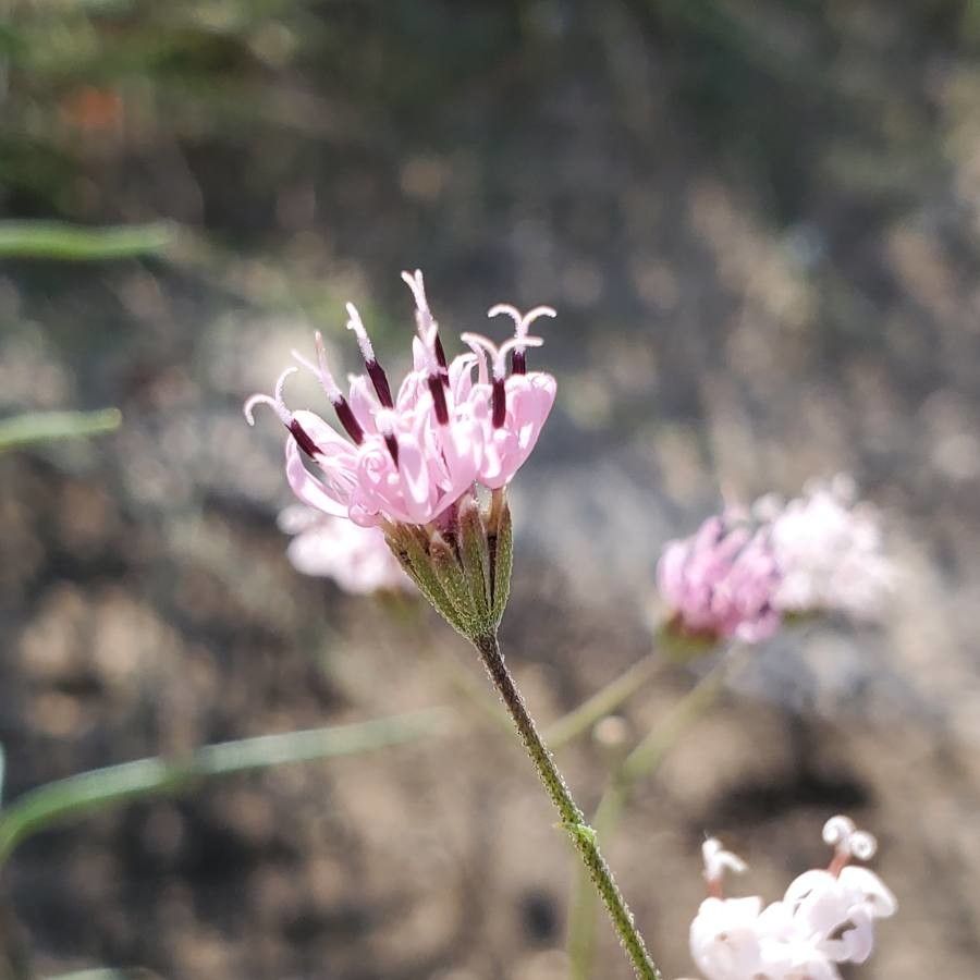 Palafoxia rosea flower