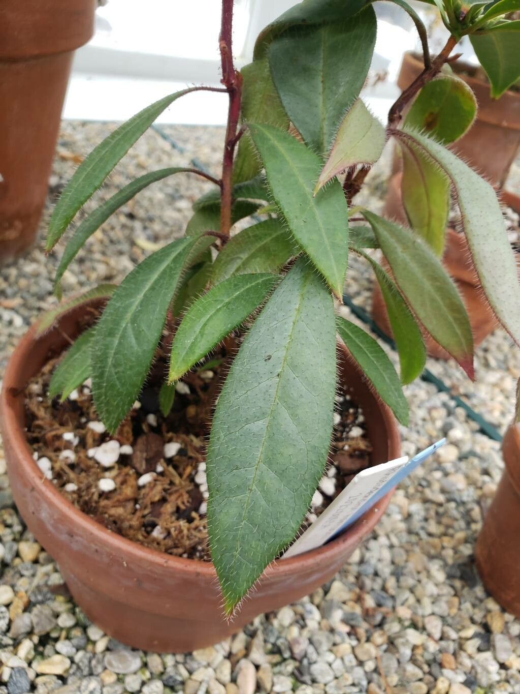 Rhododendron hancockii — houseplant care guide
