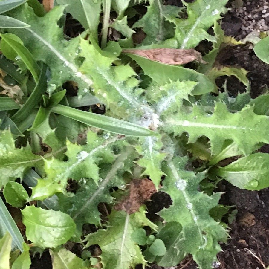 Leontodon farinosus — related species from the same genus