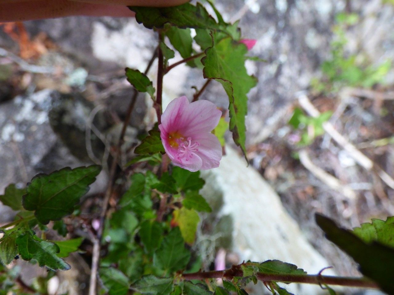 Pavonia columella flower