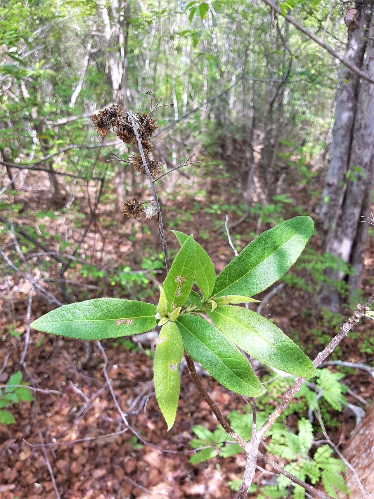 Vernonia diversifolia leaf