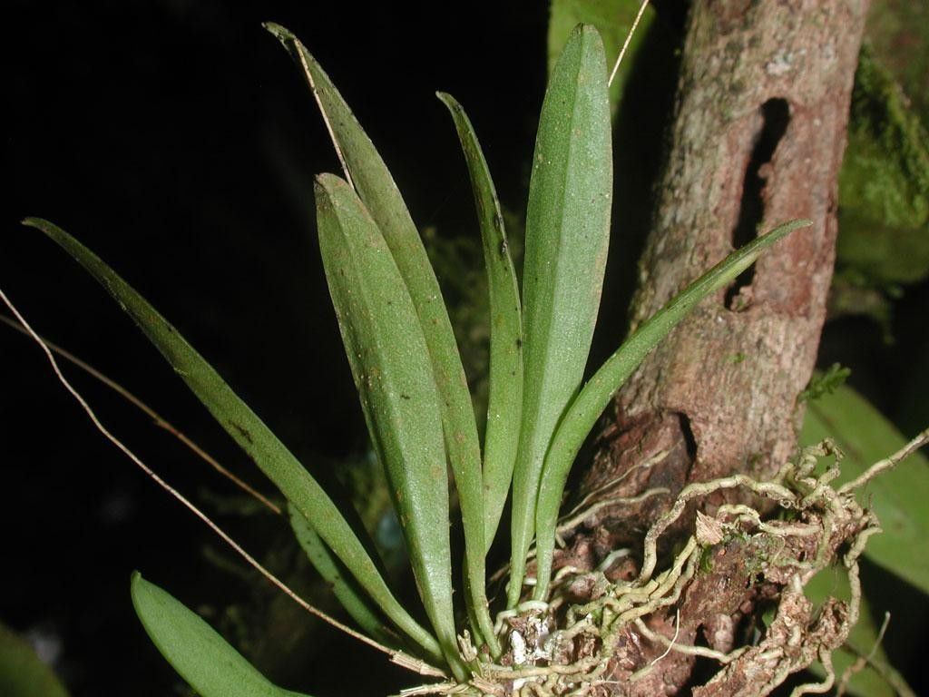 Specklinia simmleriana bark