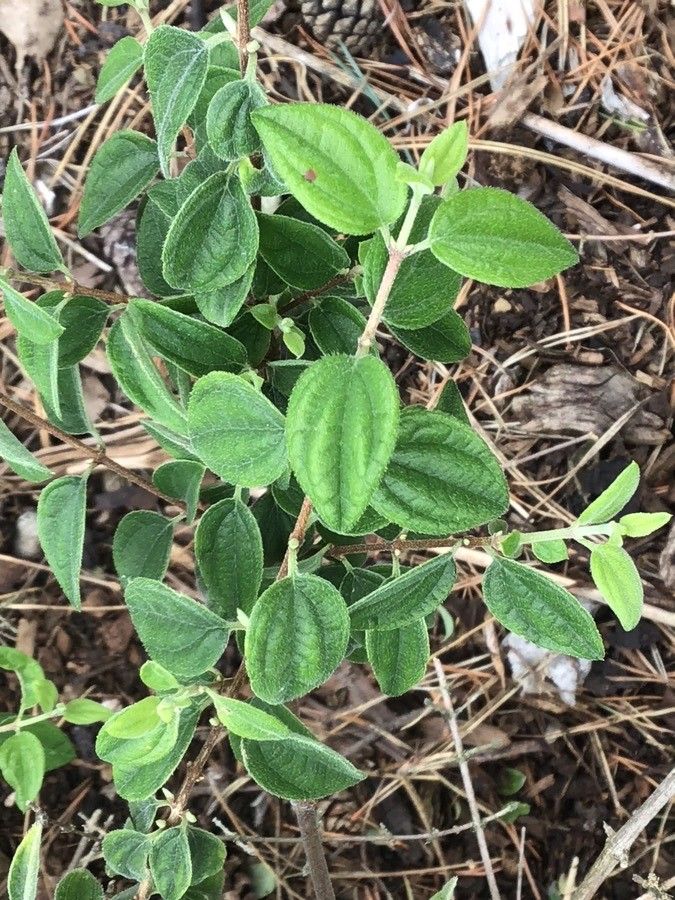 Philadelphus serpyllifolius — houseplant care guide