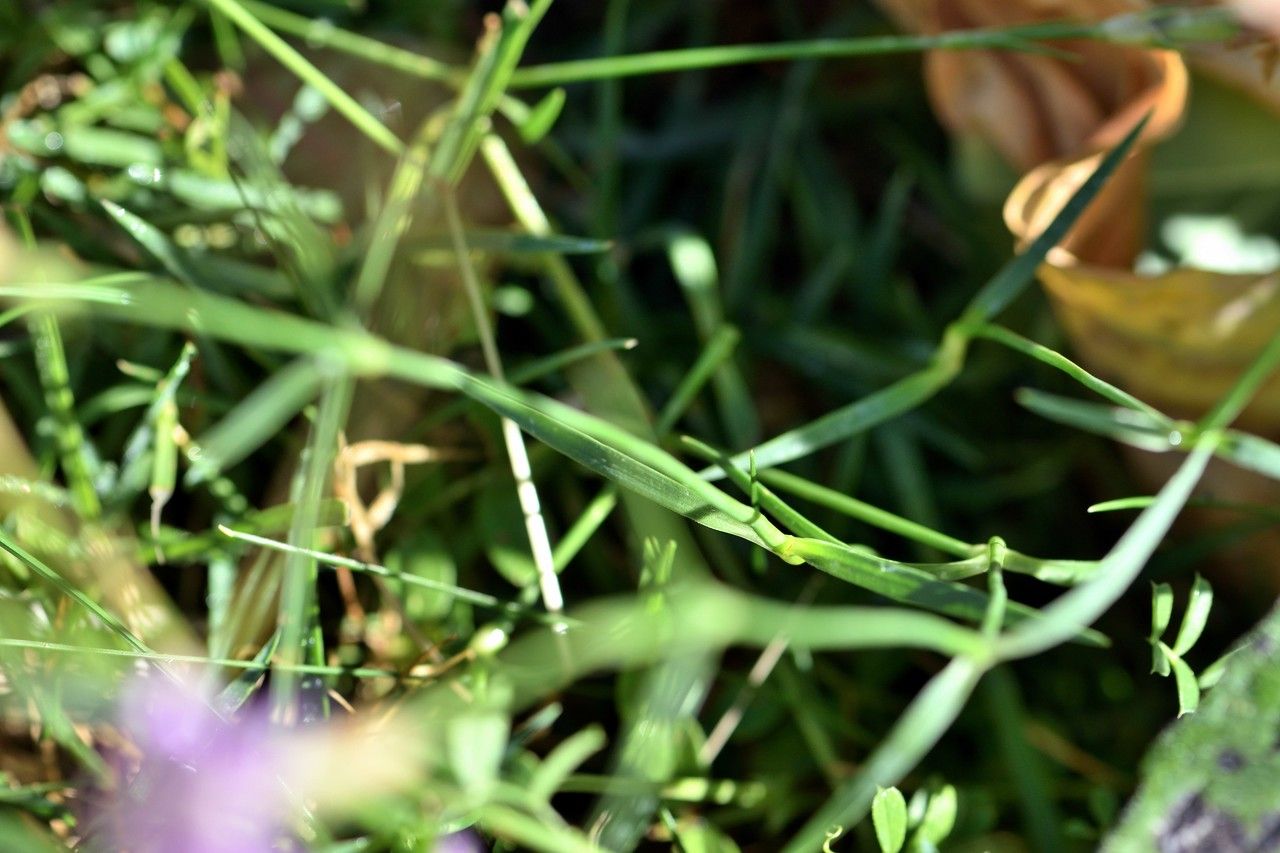 Dianthus benearnensis — search result for 'Dianthus'