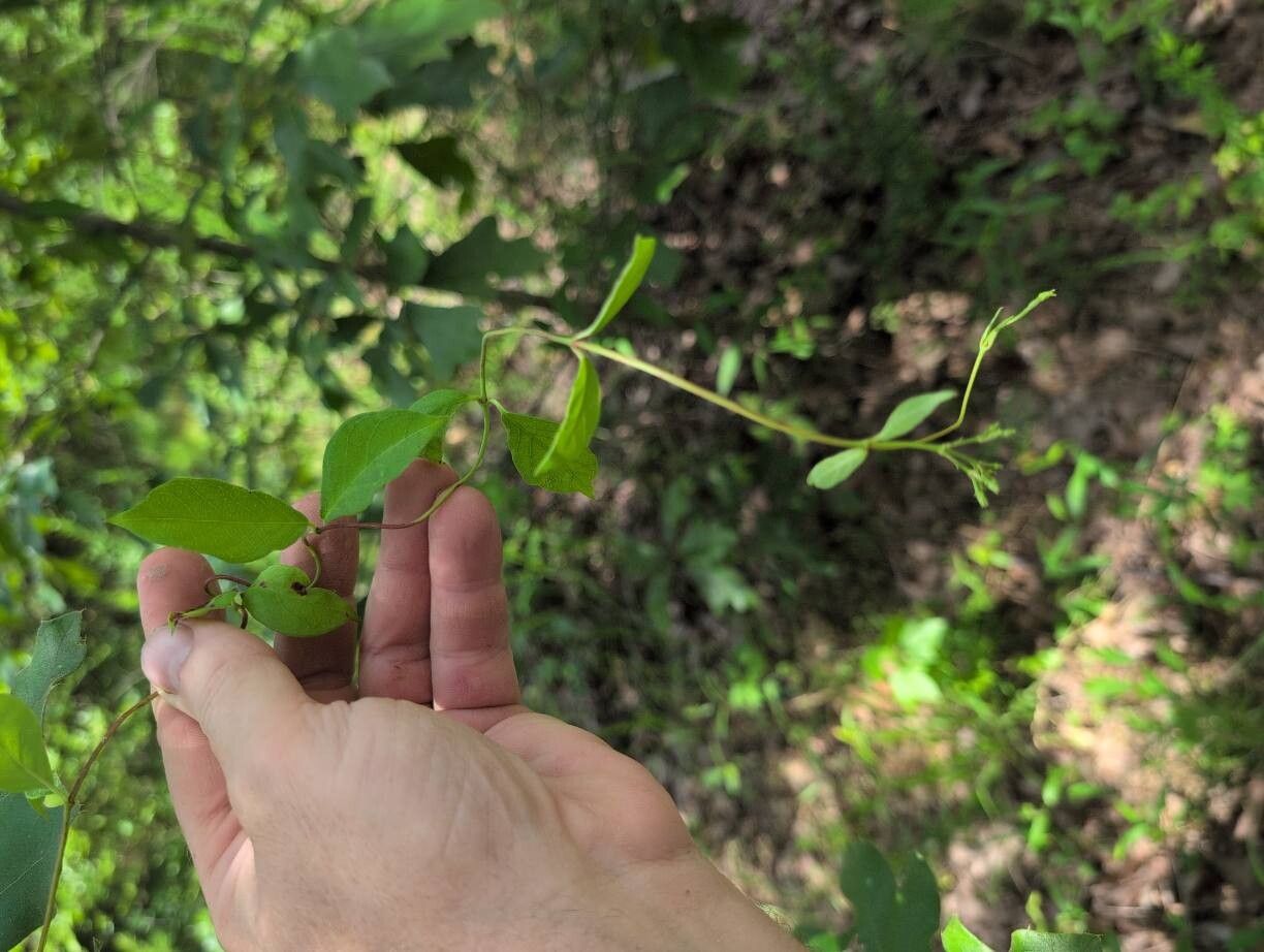 Thyrsanthella difformis — houseplant care guide