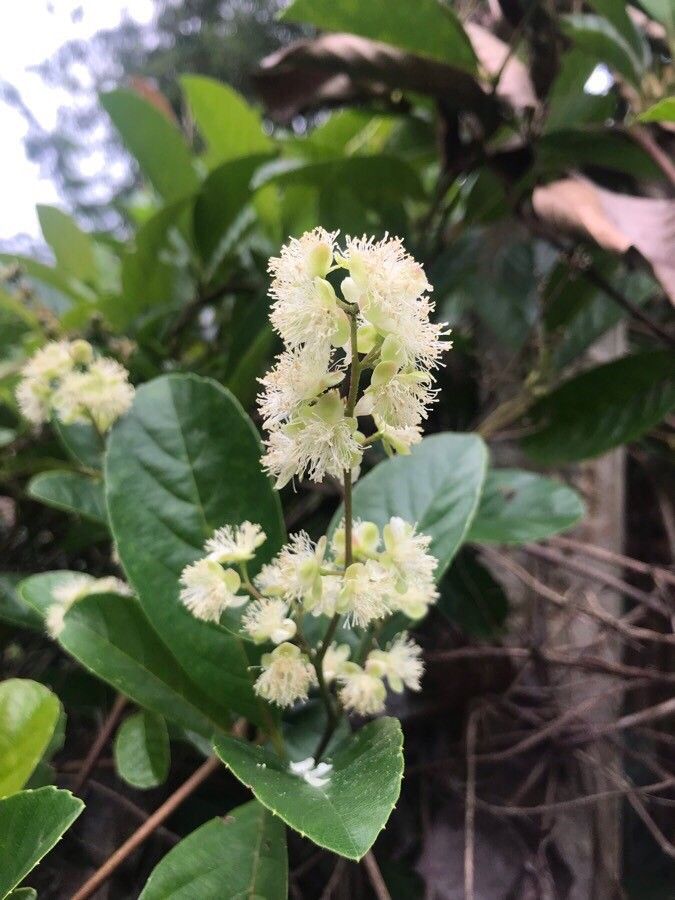 Tetracera sarmentosa — search result for 'Sri Lanka'