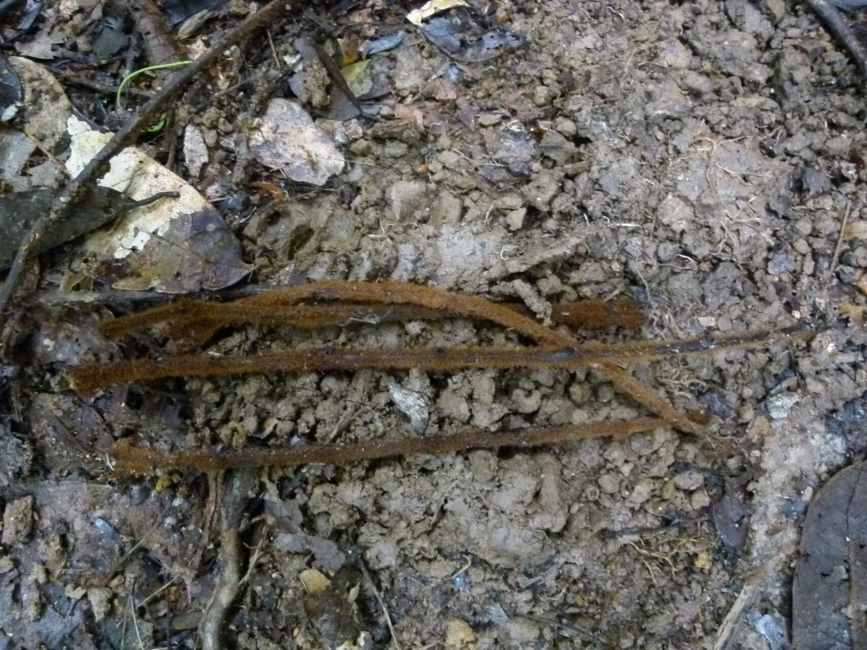 Pachylobus normandii habit