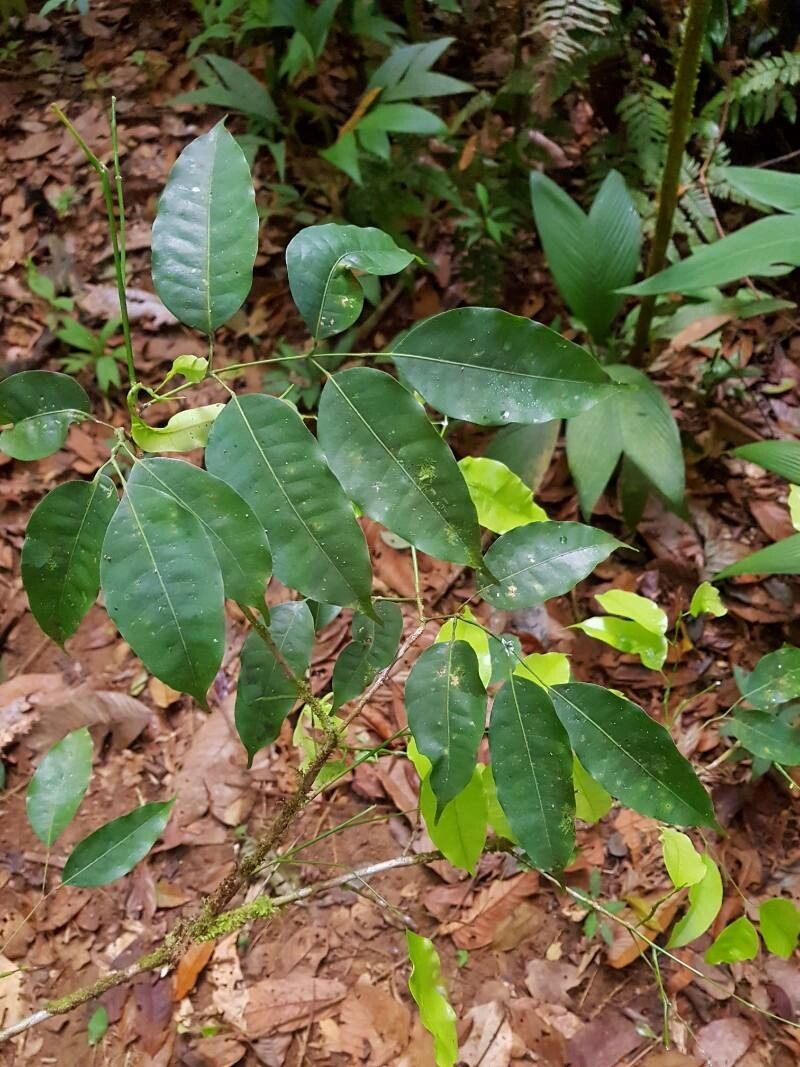 Protium santamariae — houseplant care guide