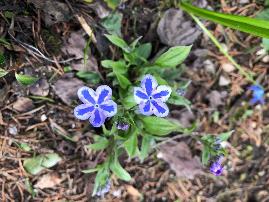 Omphalodes cappadocica flower