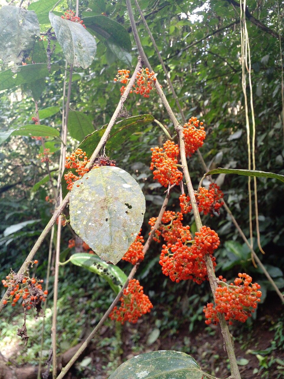 Urera lianoides fruit